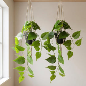 WucaFl living room and office green decor using faux pothos