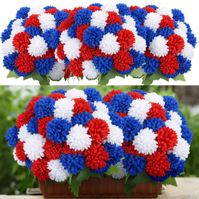 XunYee 12-bundle red white blue outdoor chrysanthemum enhances patriotic decor.