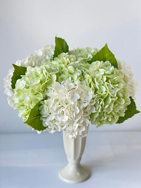 Green leaves of YalzoneMet RUZUQE hydrangea detail