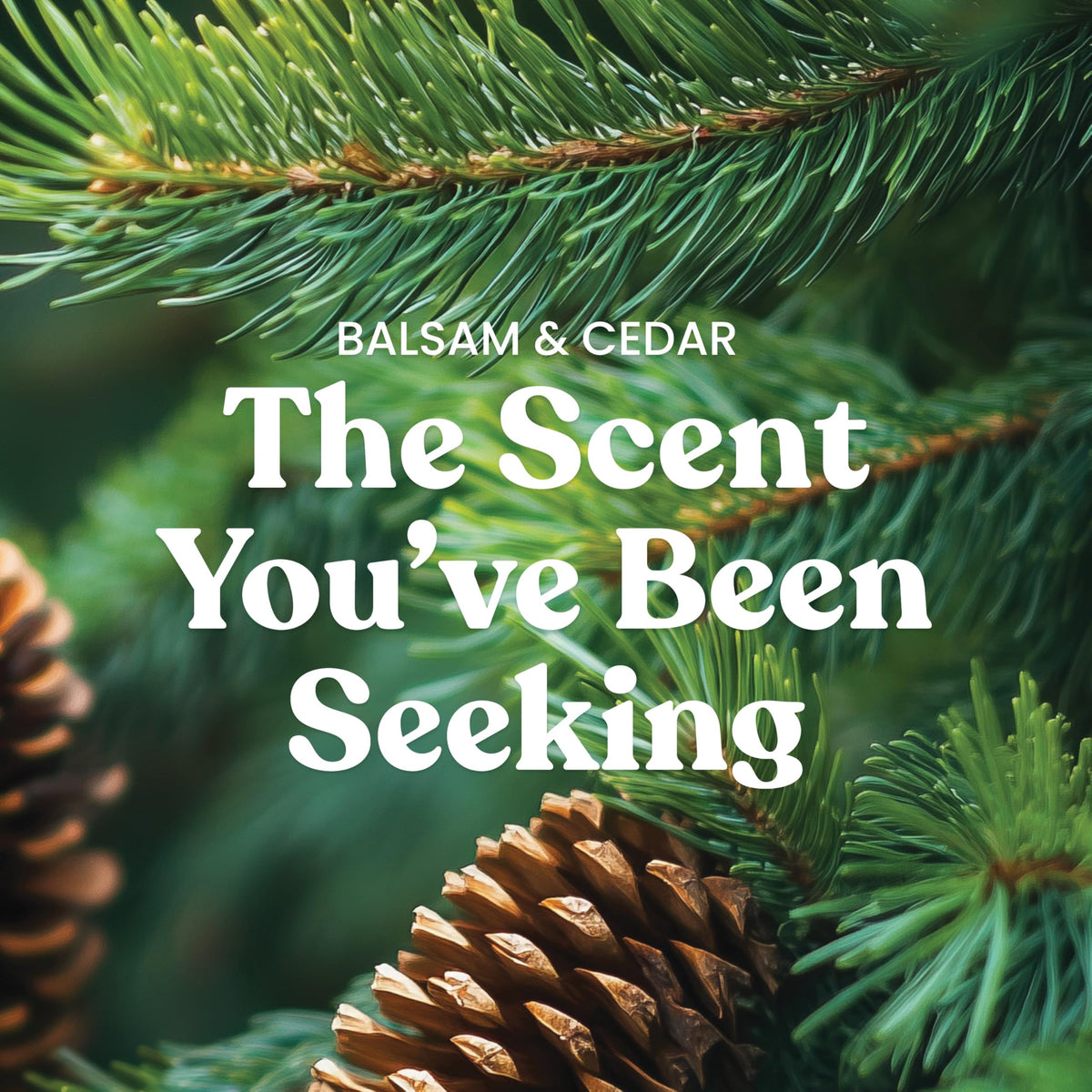 Yankee Candle Balsam and Cedar 3-wick burn demonstrates strong fragrance diffusion.
