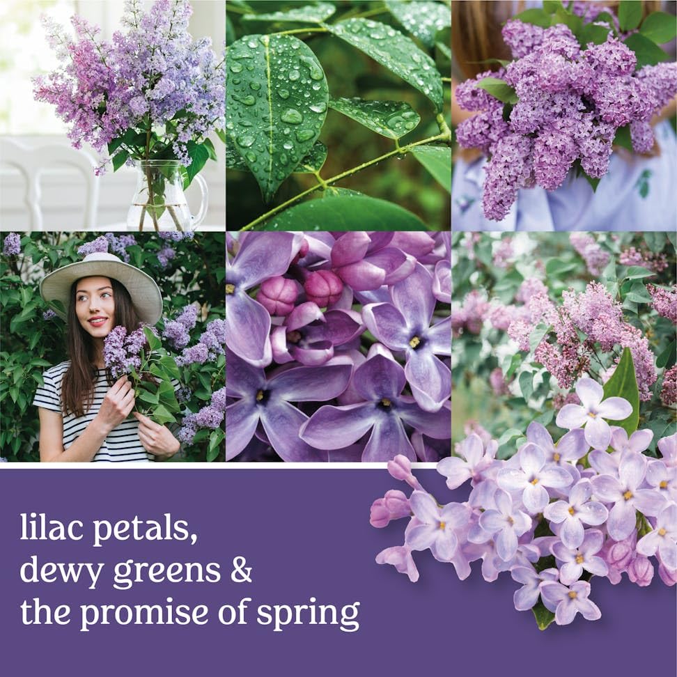 Yankee Candle Lilac Blossoms packaging display highlighting value-pack option.
