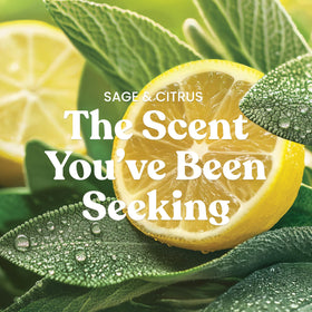 Yankee Candle Sage & Citrus 3-wick inside delivers strong fragrance throw for shared spaces