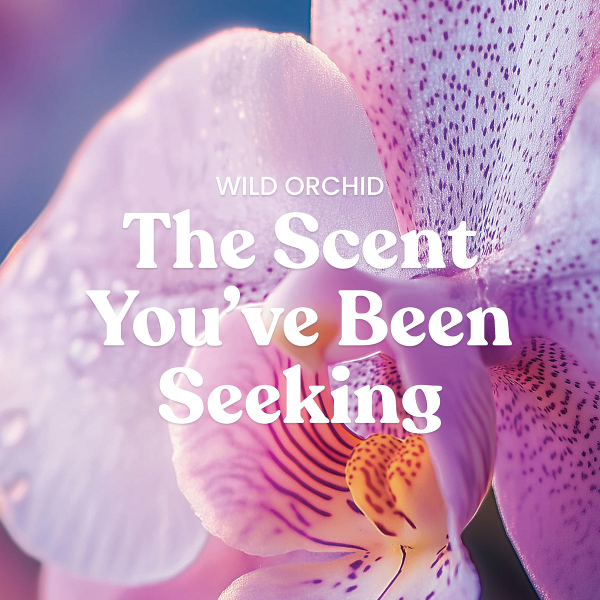 Yankee Candle Wild Orchid notes hibiscus, orchid, and jasmine fill the space.
