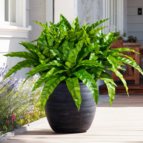 Yarmare bird nest fern branch close-up for vibrant indoor greenery accents.