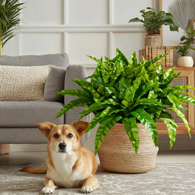 Yarmare bird nest fern stems bring seasonal greenery to any room.