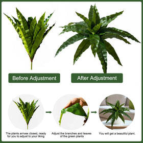 Yarmare bird nest fern branches ideal near entryways and desks.
