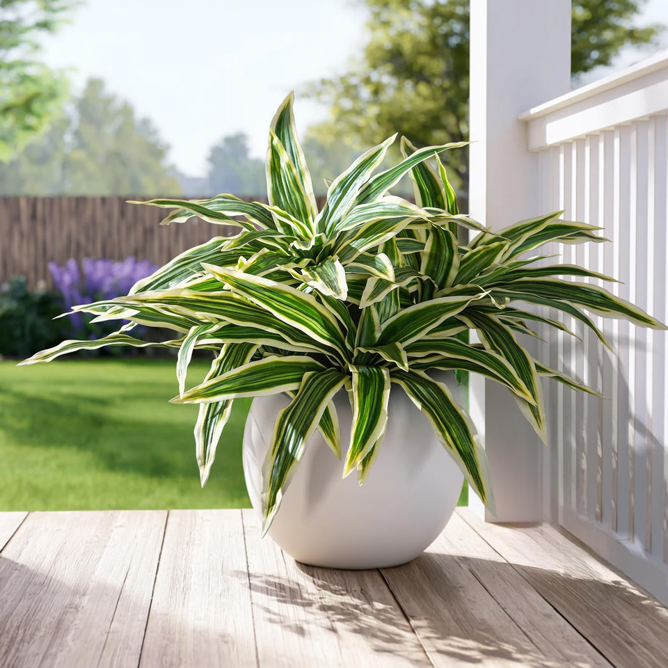 Yarmare dracaena stems with dense greenery for vibrant indoor décor.