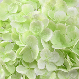 Yastouay Green hydrangea stems with bendable iron wire.