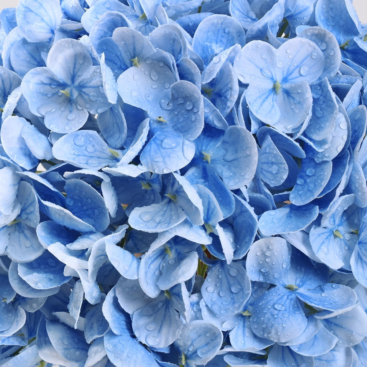 Yastouay blue hydrangea flowerhead, large diameter for dramatic decor