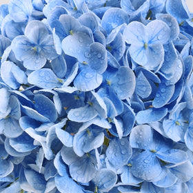 Yastouay blue hydrangea flowerhead, large diameter for dramatic decor