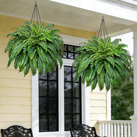 Yastouay outdoor fern in planter ready for outdoor placement