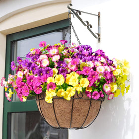 Yastouay mixed colors morning glory for curb appeal and décor