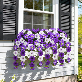 Elegant entryway highlight with Yastouay petunias in purple and white