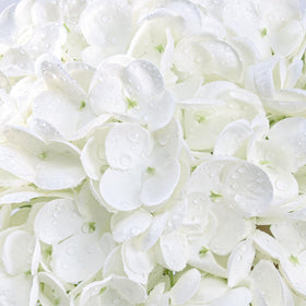 Yastouay white hydrangea head showcases large focal blooms