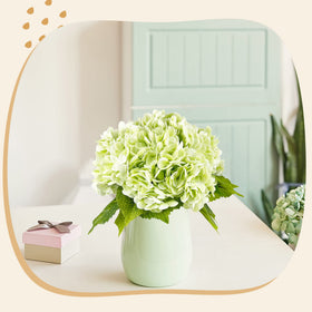 Allergen-friendly hydrangea option for pollen-sensitive spaces