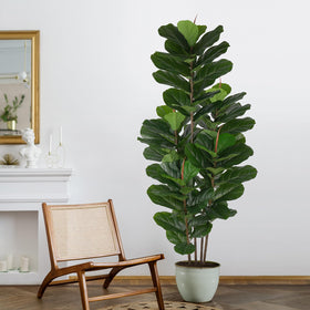 Yepdin versatile ficus for cafe or office decor.