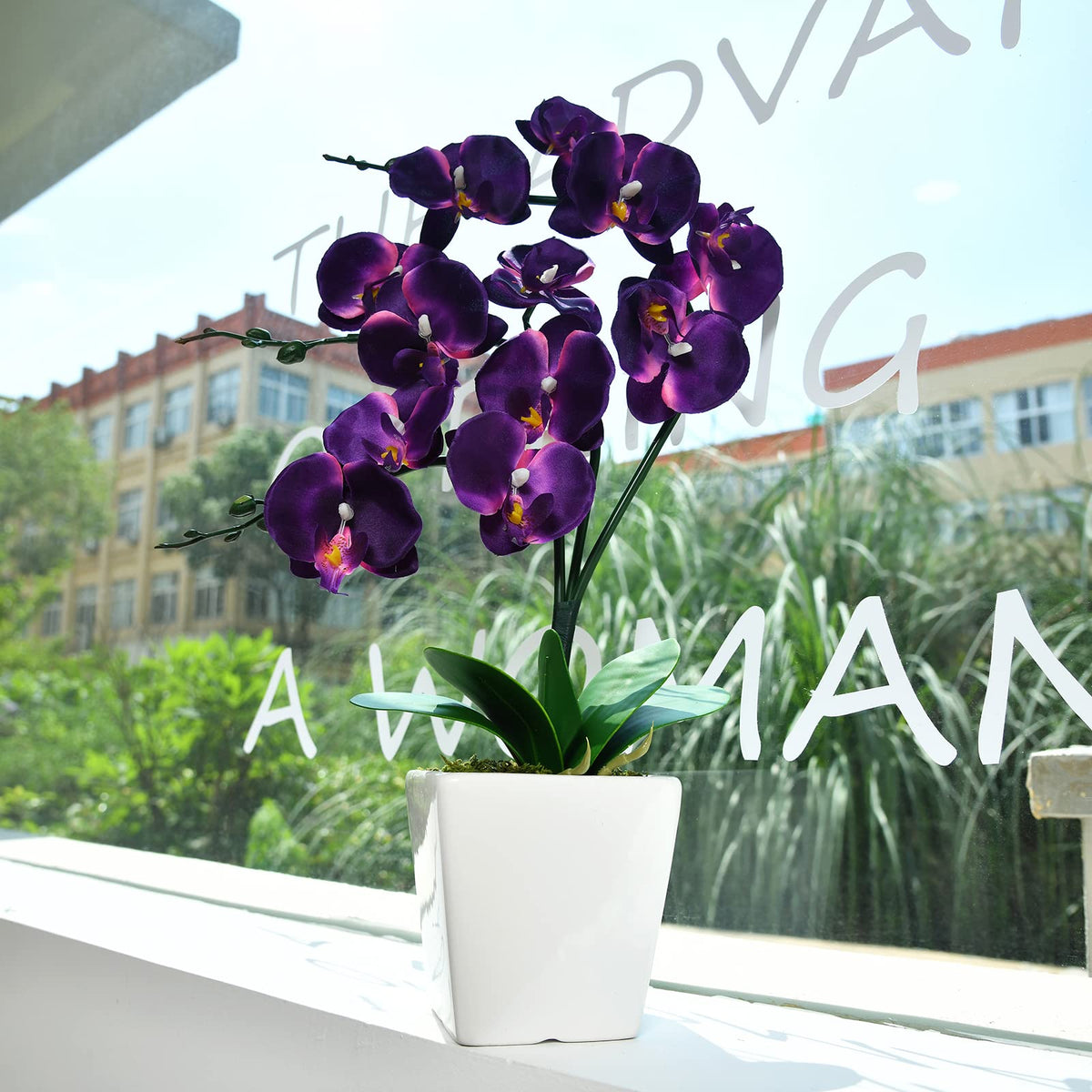 YSZL Phalaenopsis dark purple leaves and stems with a natural look.