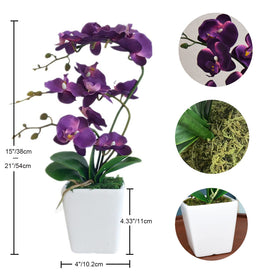 YSZL Phalaenopsis dark purple side-view of compact tall silhouette.