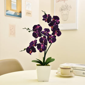 YSZL Phalaenopsis dark purple stems with multiple blossoms.