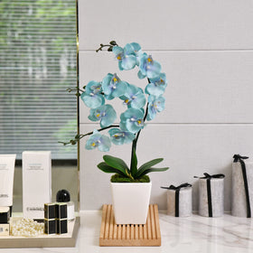 YSZL Phalaenopsis orchid in ceramic pot adds a touch of elegance to any room