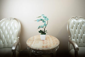 YSZL Phalaenopsis orchid teal bloom close-up showcases delicate silk petals and natural leaves
