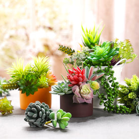 Yunsailing terrarium-friendly succulents perfect for small gardens and displays.