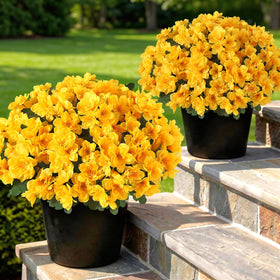 YXZZWL azalea topiary 2-pack for front door, vibrant yellow color all year.