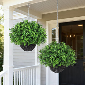 YXZZWL boxwood leaves closeup reveals realistic texture and vivid color.