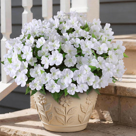 YXZZWL white impatiens brighten indoor and outdoor spaces all year.