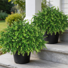 YXZZWL Outdoor-Ready Eucalyptus Topiary enhances porches and doorways with year-round color