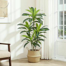ZEEOZE Dracaena Tree trunks and branching detail showcase natural structure