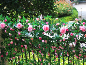 Zhixinyue artificial rose vine for wedding arbors in pink.