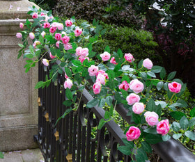 Zhixinyue bendable rose stems offer flexible design for creative arrangements.