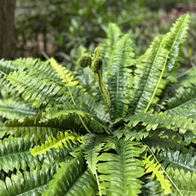 zooFernzoom fern 55-fronds detail highlighting fullness and natural look