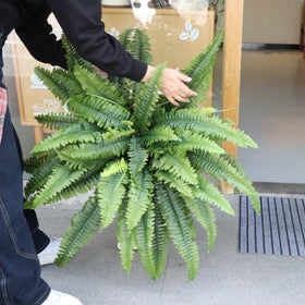 zooFernzoom tender shoots detail with realistic fern accents