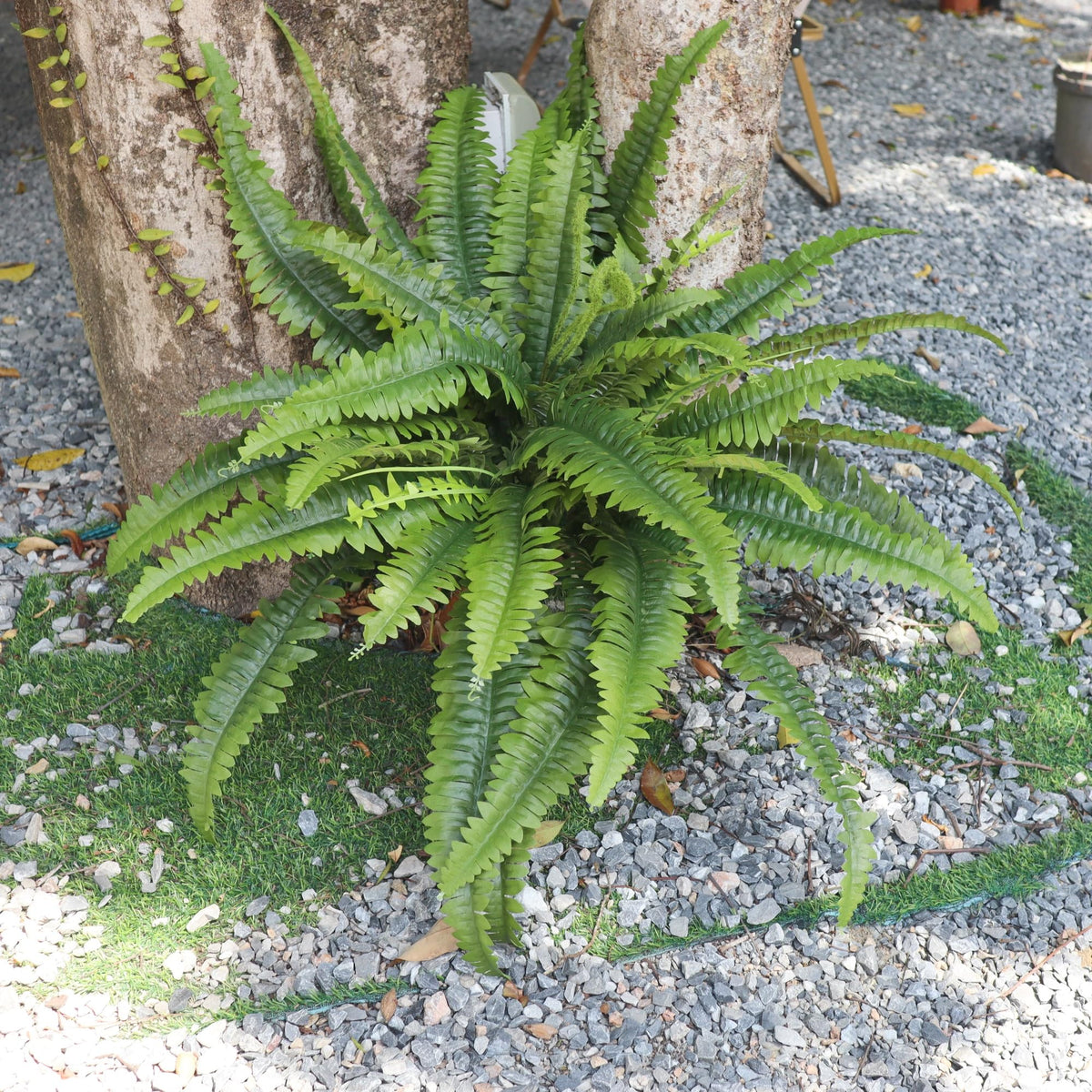 zooFernzoom hanging-basket fern setup for stylish porch decor
