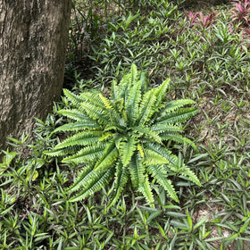 zooFernzoom outdoor-garden arrangement with evergreen charm and low upkeep